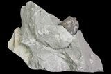 Wide, Enrolled Flexicalymene Trilobite In Shale - Ohio #67665-3